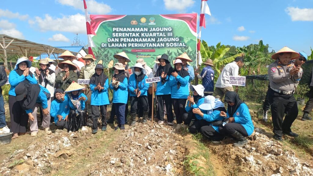 Kuartal III: Penanaman Jagung Pipil di Balikpapan Wujudkan Ketahanan Pangan Nasional